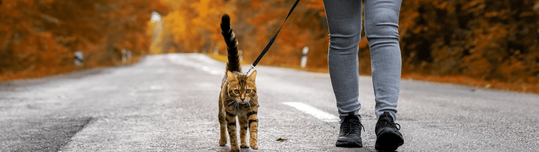 how to leash train a cat