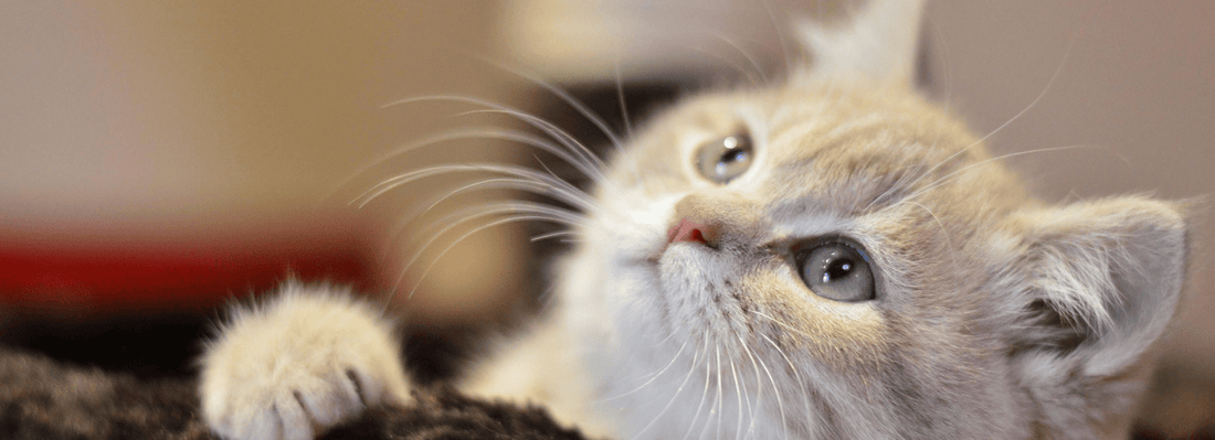 introducing new cat