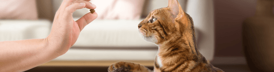 can you train a cat