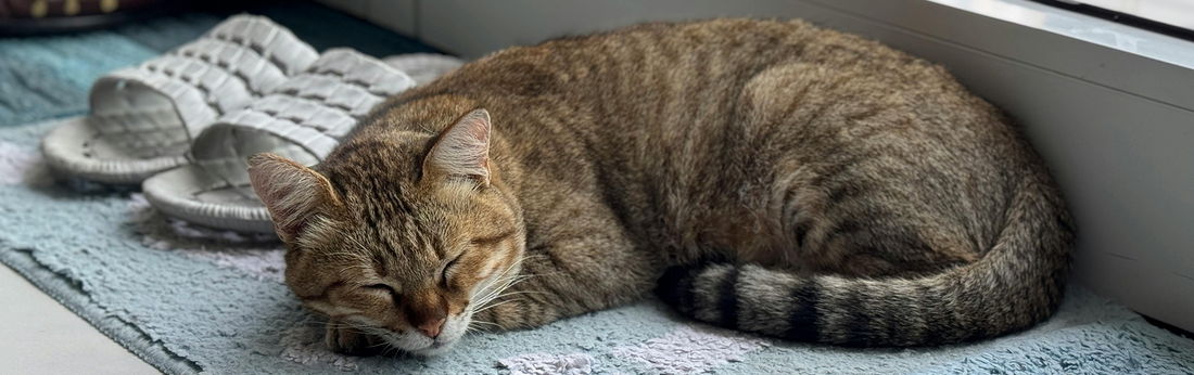 cat body language