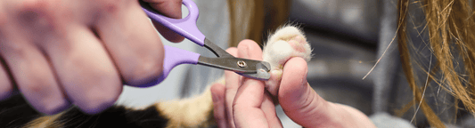 cat ingrown nail