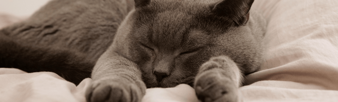 cat personality