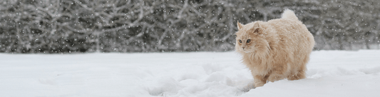do cats sleep more in winter