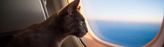 can you take cats on airplanes