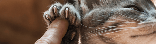how to cut cat nails