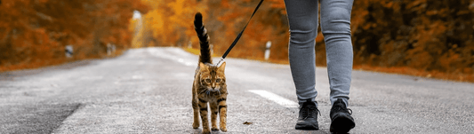 how to leash train a cat